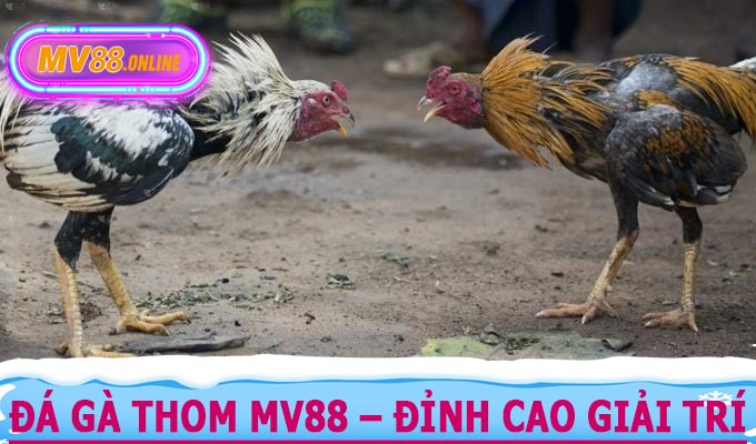 Đá Gà Thom MV88 – Đỉnh Cao Giải Trí